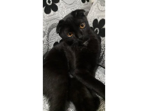 Ücretsiz - scottish fold ve bombay kırması bal gözlü
