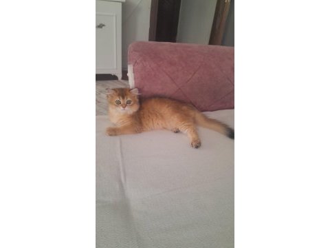 Sahibinden british longhair