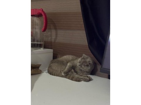 7 aylık dişi kedime yuva arıyorum