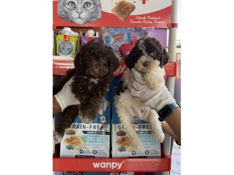Portekiz su köpeği çok şirin yavrular 