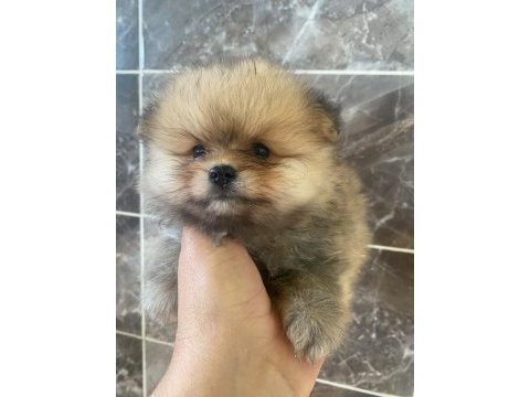 Pomeranian boo yavruları