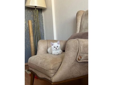Oyuncu sevecen ve minnak british shorthair
