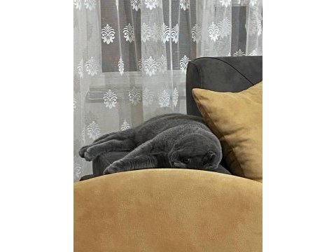 British shorthair kedimiz acil satılıktır