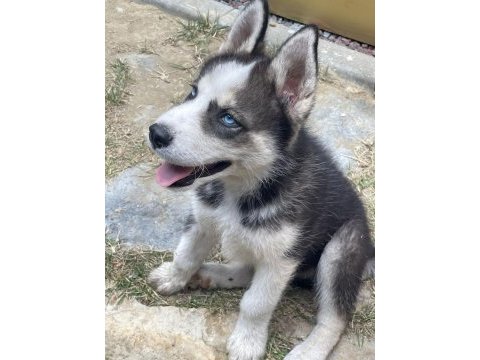 3 aylık safkan erkek husky