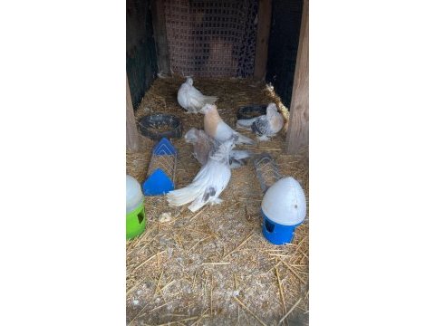 Güvercin toplu ve tek tek ve çift