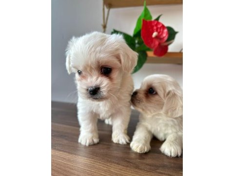 Sevimli maltipoo canlar