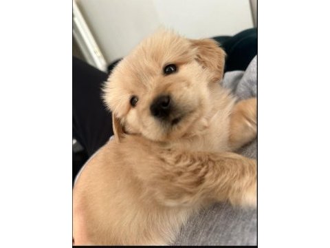 Golden retriever baby face