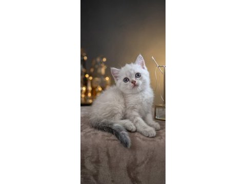 British shorthair efsane bebekler