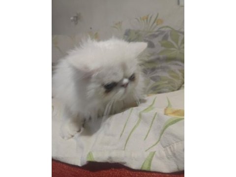 4 aylık erkek egzotic shorthair