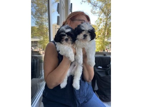 Shih tzu şecereli