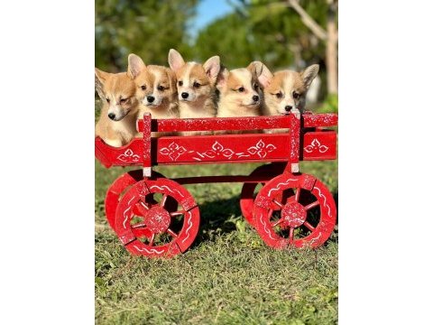 Corgi bebeklerimiz güzellikleri ile hayran bırakıyor