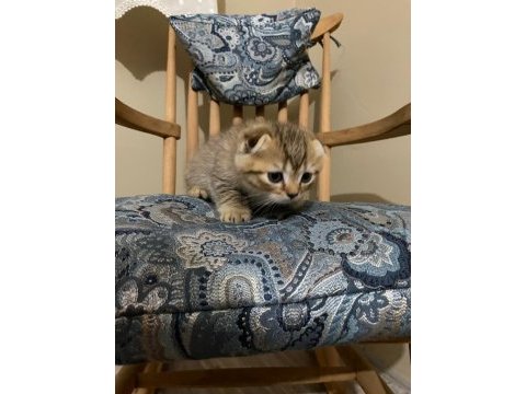 Scottish fold yavrularımız yeni yuvalarını arıyor.