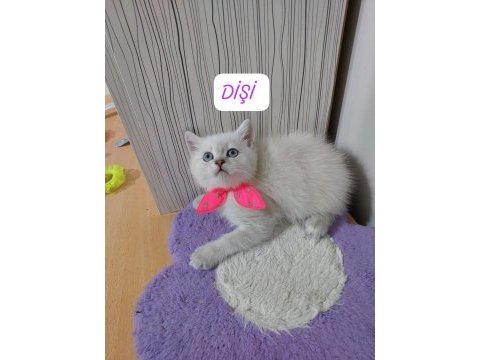 British shorthair prensesim hazır