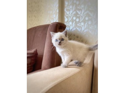 British shorthair blue point kitten