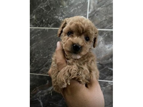 Maltipoo sevgililer gününe özel kampanya