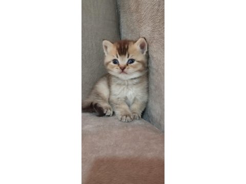 Minik scottish fold yavrularımıza ömürlük yuva arıyoruz