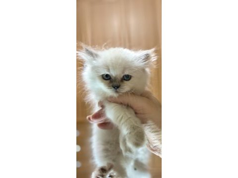 Teslime hazır 60 günlük british longhair dişi