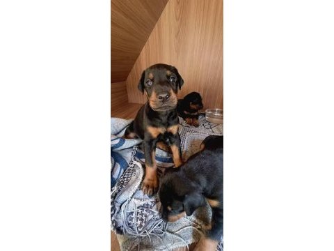 2 aylık isteğe göre estetikli doberman yavrularım