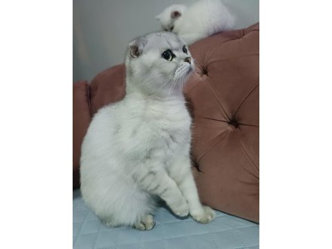 Acil yuva scottish fold kızımıza