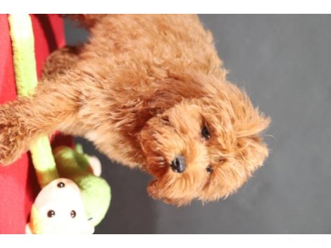 14 şubat doğumlu maltipoo oğlumuz