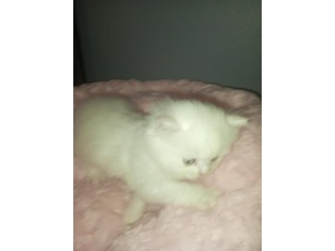 British shorthair albino yavrular