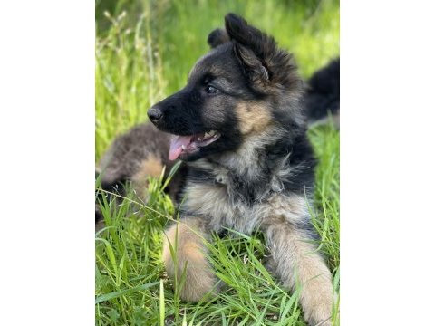 Alman kurdu köpeğimiz