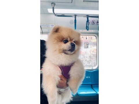 Pomeranian boo köpeğimiz