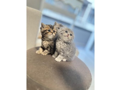 1,5 aylık scottish fold ve straight yavrularımıza yuva