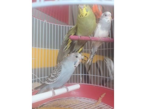 Jumbo muhabbet kuşu yavrular