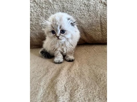 Scottish fold dişi ve erkek kardeşler