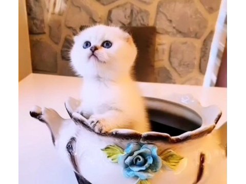 0 kulak dişi golden point scottish fold