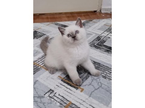 Scottish fold blue point yavrular