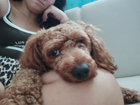 1.5 yaşında poodle