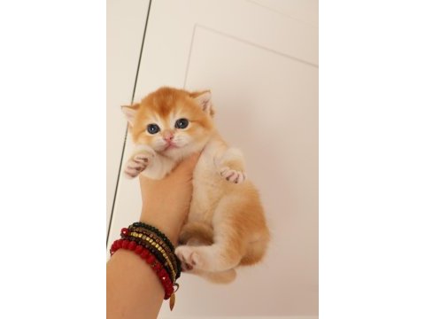 Turuncumu turuncu british shorthair