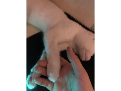 Yavru scottish fold