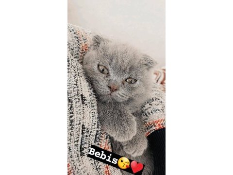 Yeni scottish fold yavrularımıza sevgi dolu bir yuva