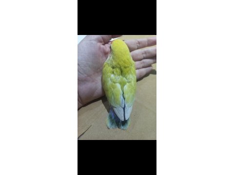 Full evcil nadir renk lila kuyruklu sevda papağanı yavrusu