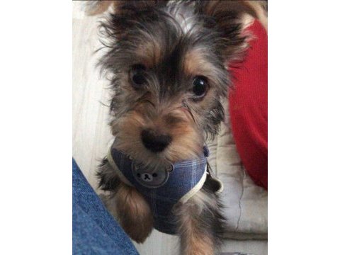 Eğitimli yorkshire terrier