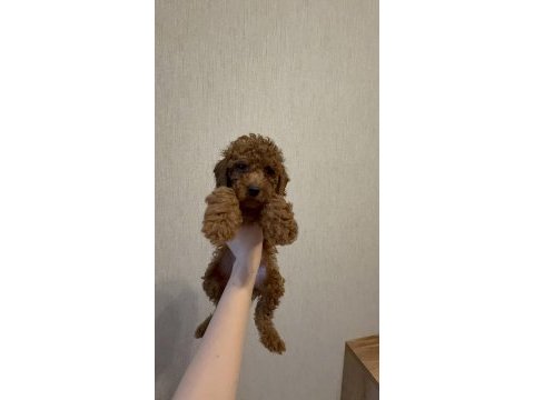 Kore kan poodle
