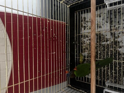 Mükemmel yavru gökkuşağı lori
