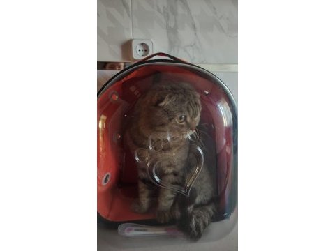 Scottish fold kedimizi sahiplendirme