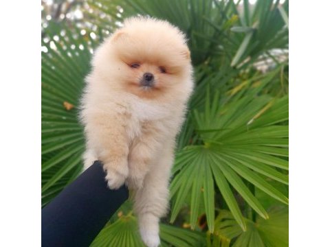 Mukemmel kalite teddy bear pomeranian boo yavrular