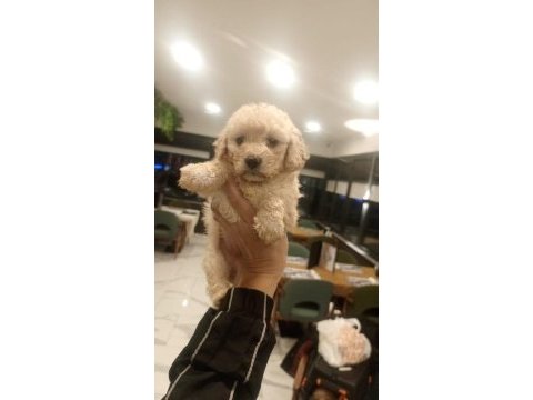 54 günlük dişi poodle
