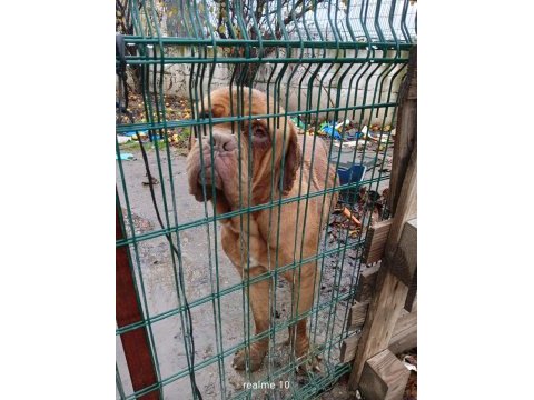 Messinin köpeği fransız mastiff