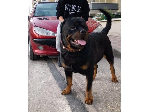 A kalite rottweiler yavrusu