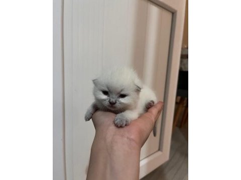 Mavi gözlü bebek yavru kedilerimiz