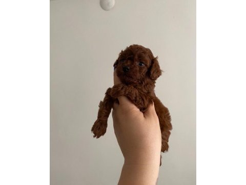 Kore toy poodle