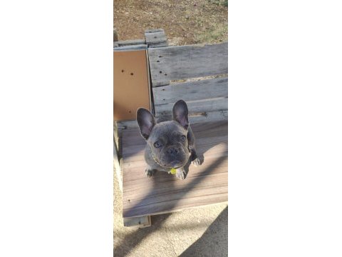 Blue brindle french bulldog