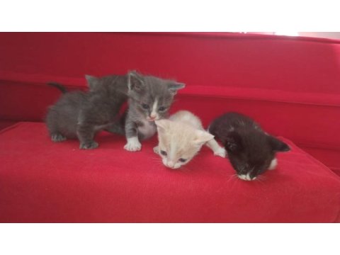 Anne mavi rus kedisi baba british longhair yavruları