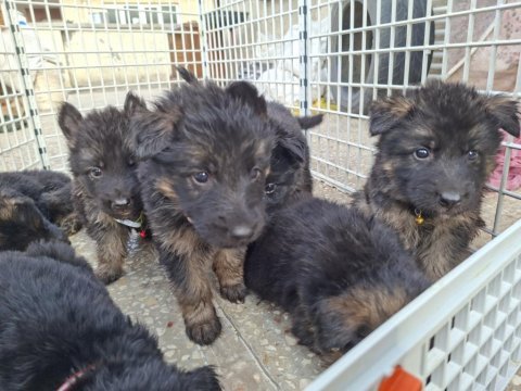 6/9 aylık uzun tüylü köpekler yeni yuvalarına hazır